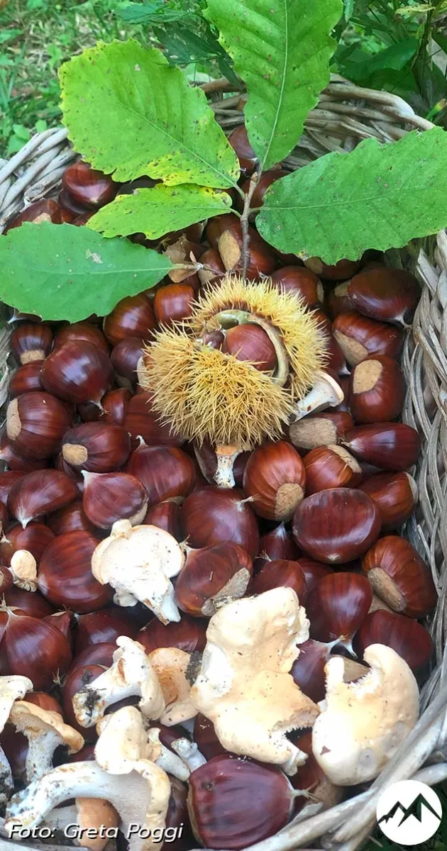 Castagne